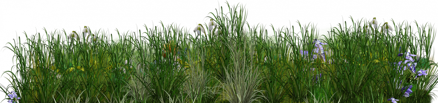 Blumenwiese